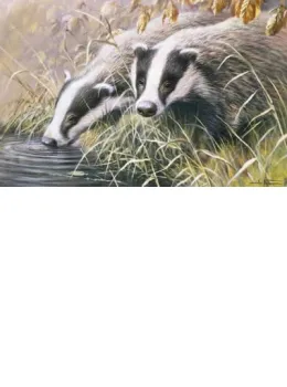Autumn Morning - Badgers - Print