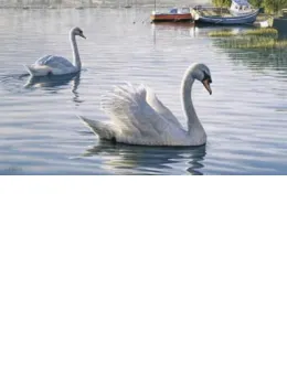 Evening Parade - Swans - Print