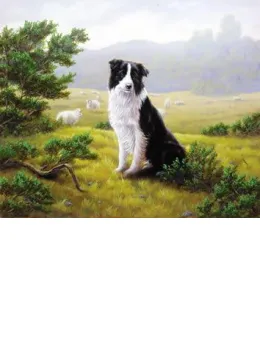 Ever Watchful - Border Collie - Print