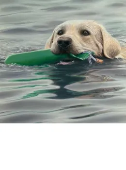 Dummy Run - Golden Retriever - Print
