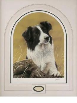 Classic Breeds - Border Collie - Mounted