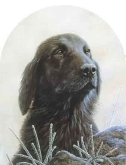 Classic Breeds - Flat Coated Retriever