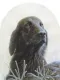 Classic Breeds - Flat Coated Retriever - Mounted