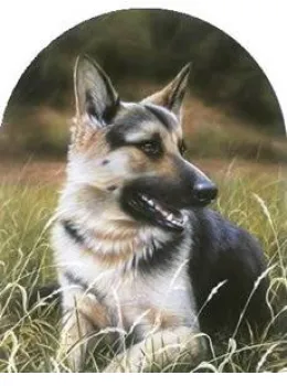 Classic Breeds - German Shepherd - Mounted