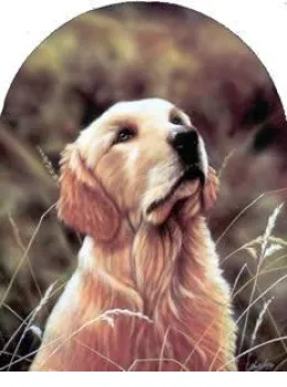 Classic Breeds - Golden Retriever - Mounted