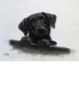 Black Lab Pup Study - Mounted