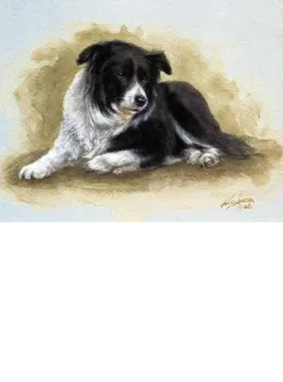 Border Collie Study - Mounted