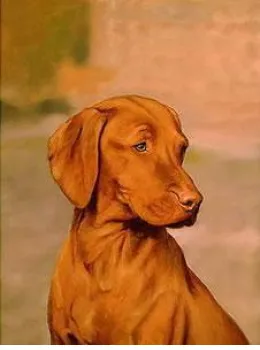 Hungarian Vizsla - Print only