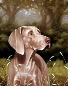 Weimaraner - Print only
