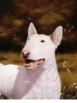 English Bull Terrier - Print only
