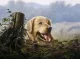 Lifelong Companion - Mounted