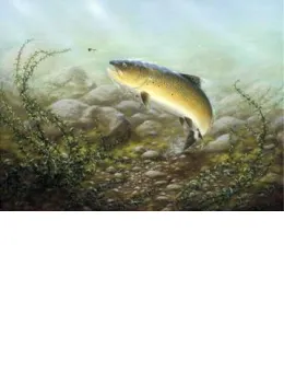 Country Sports - Brown Trout - Mounted