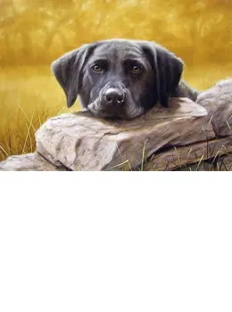 Black Lab Lazing - Print only