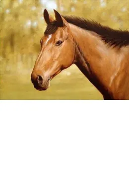 Horse Portrait - Print only