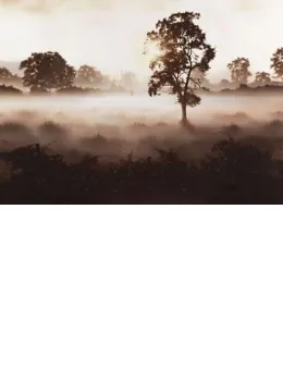 Morning Mist (Church Couple) - Mounted