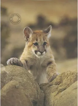 Young Mountain Lion - Print