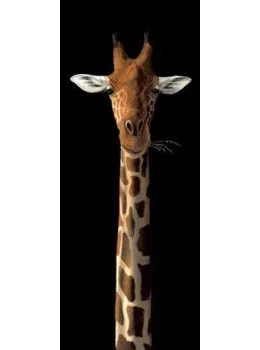 Heres Looking At You - Board Only