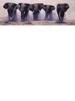 The Wild Bunch - Board Only