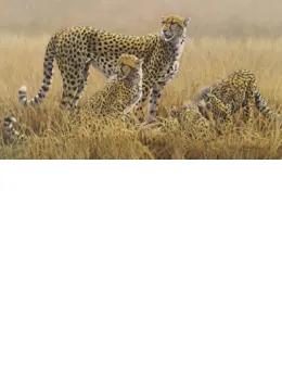 Watching For Scavengers - Cheetahs (Canvas) - Box Canvas