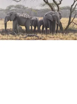 Taking Shade - Elephants (Canvas) - Box Canvas