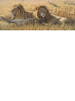 The Coalition - Lions - Print only