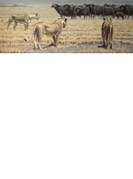 The Standoff  - Lionesses (Canvas) - Box Canvas