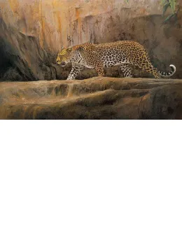 Leopard At Bushman Rock - Print only