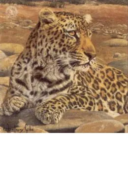 Five Faces Of India - Leopard - Print only