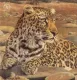 Five Faces Of India - Leopard - Print only