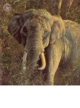 Five Faces Of India - Indian Elephant - Print only