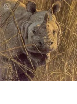 Five Faces Of India - Great Indian Rhinceros - Print only