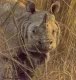 Five Faces Of India - Great Indian Rhinceros - Print only