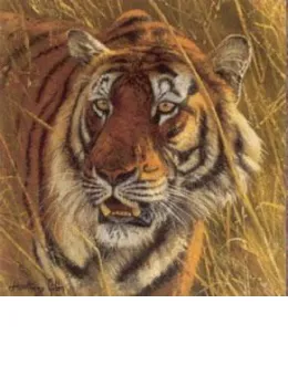 Five Faces Of India - Bengal Tiger - Print only