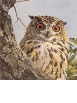 Five Faces Of India - Bengal Eagle Owl - Print only