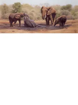 Pachyderm Pleasure - Unstretched Canvas
