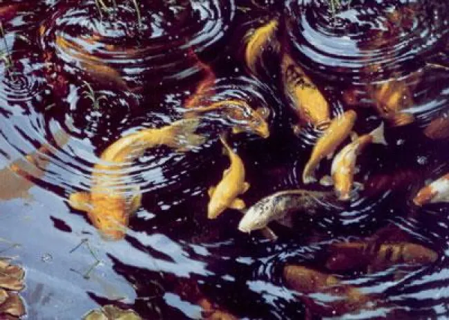 On Golden Pond - Koi Carp - On Paper