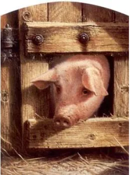 Nosy Parker - Pig - Mounted