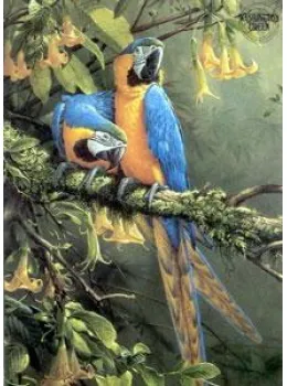 Blue & Gold Macaw - Parrots - Mounted