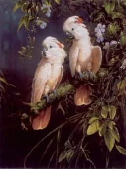 Salmon Crested Cockatoo - Parrots - Mounted
