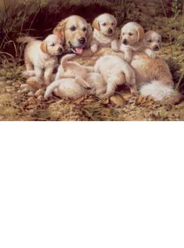 Bottoms Up - Golden Retriever & Puppies - Print only