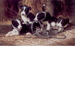Playtime - Border Collie Puppies - Mounted