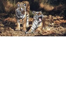 Son & Heir - Tigers - On Paper - Print only