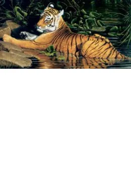 Reflections Of India - Tiger - On Paper - Print only