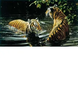 Tiger - Bengali Bathers - On Paper - Print only