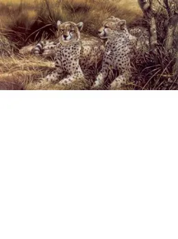 Cheetahs - Print only