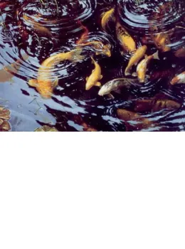 On Golden Pond - Koi Carp - On Canvas - Canvas With Slip