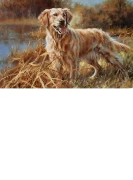 The Golden Retriever - Print