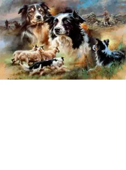Border Collie - Print