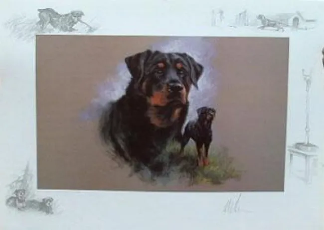 Rottweiler