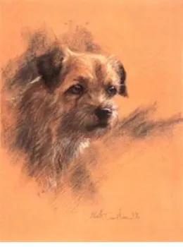 Study Of A Border Terrier - Print